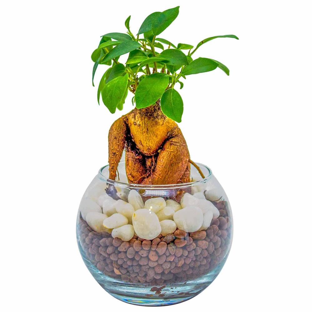 ガジュマル (多幸の木/金のなる木) 観葉植物 【初心者でも簡単に育てられる】